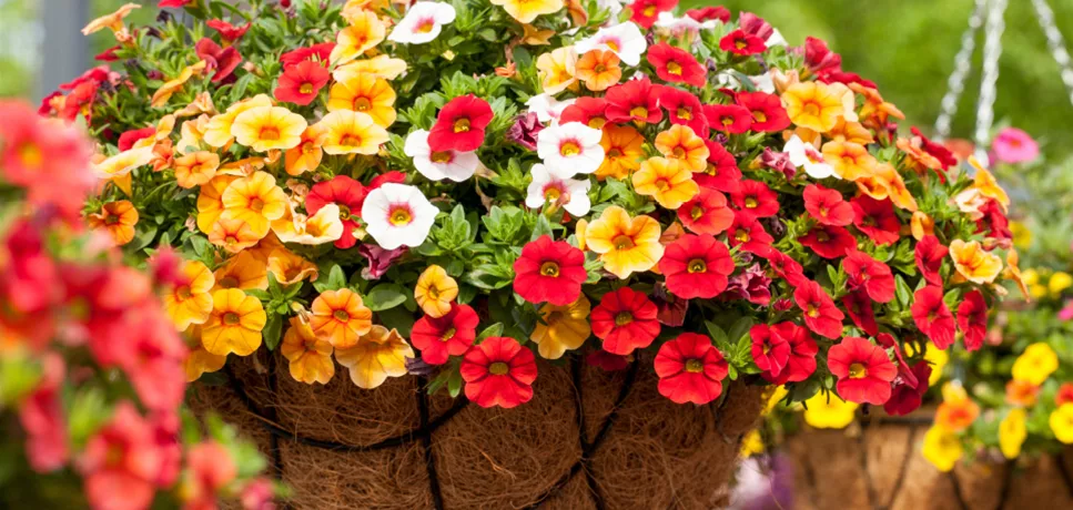 WIR LIEBEN - Beet- und Balkonpflanzen