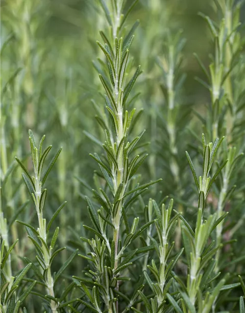 Garten-Rosmarin 'Arp'
