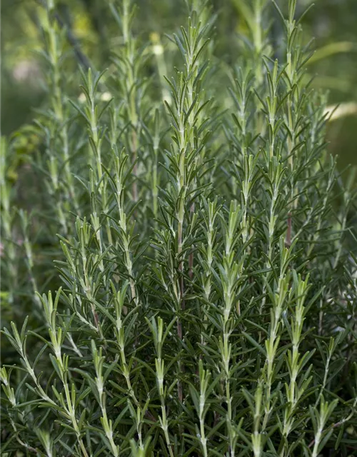 Garten-Rosmarin 'Arp'