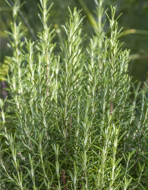 Garten-Rosmarin 'Arp'