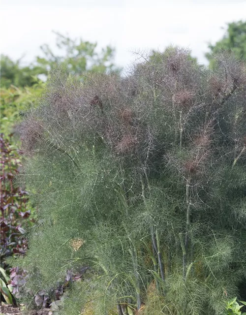Dunkelblättriger Garten-Fenchel 'Atropurpureum'