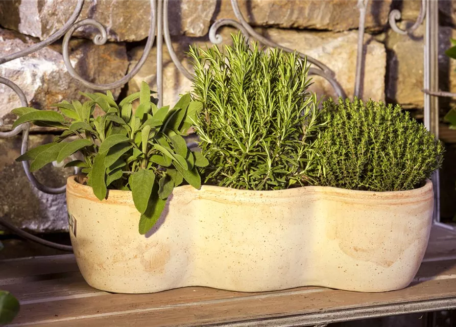 Garten-Salbei