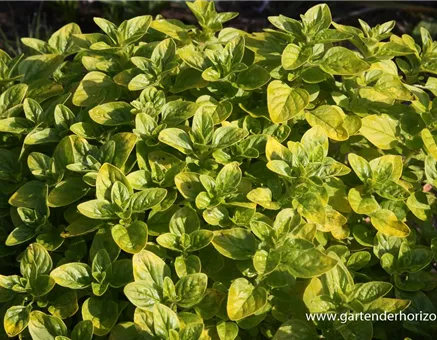 Origanum vulgare 'Thumbles'