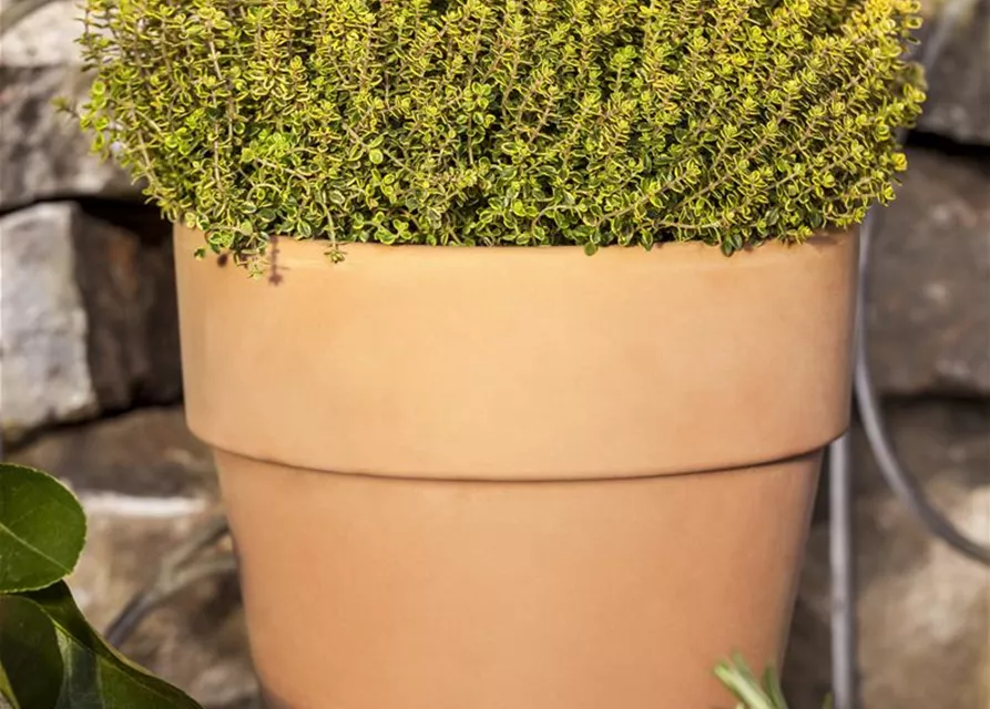 Gold-Thymian 'Aureus'