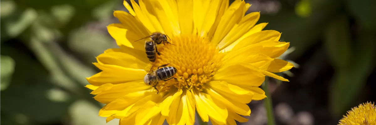 Gaillardia x grandiflora