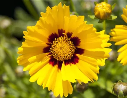 Coreopsis grandiflora 'Sonnenkind'
