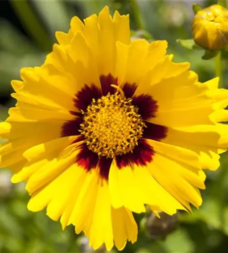 Coreopsis grandiflora 'Sonnenkind'