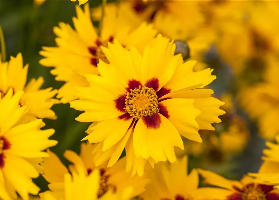 Coreopsis lanceolata 'Sterntaler'