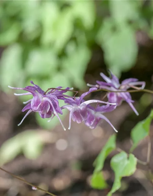 Großblütige Garten-Elfenblume 'Lilafee'