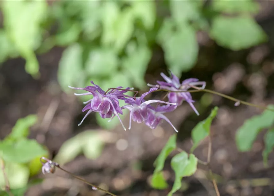 Großblütige Garten-Elfenblume 'Lilafee'