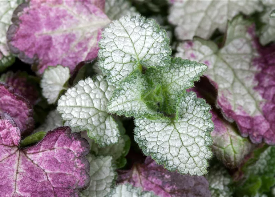 Lamium maculatum 'White Nancy'