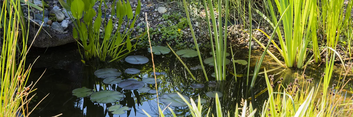 Teich mit Wasserpflanzen