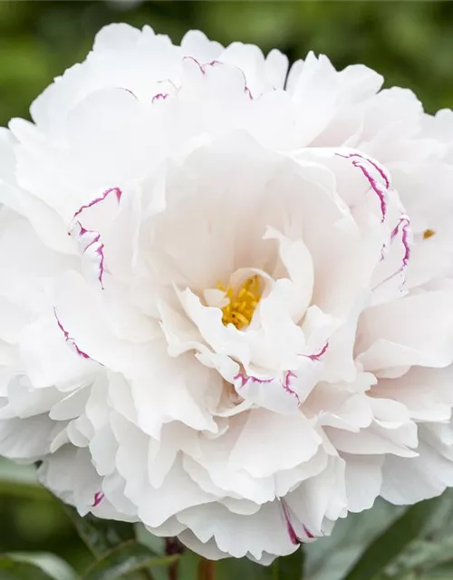 Asiatische Pfingstrose