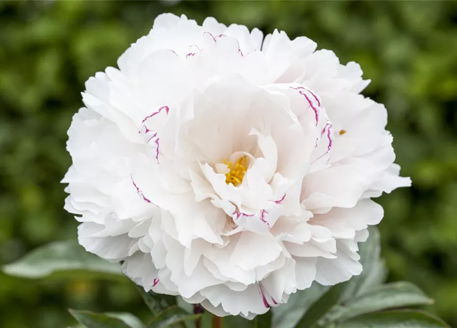Asiatische Pfingstrose