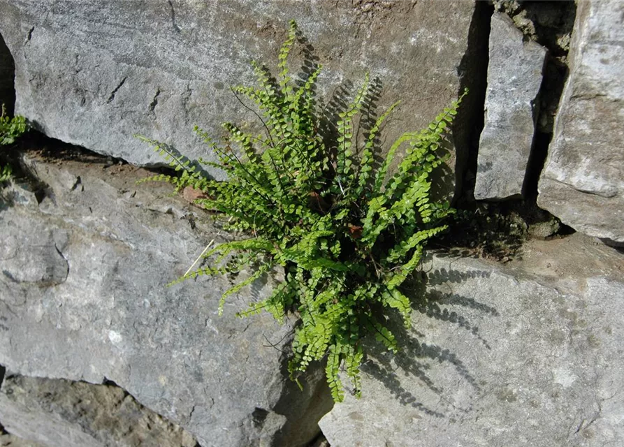 Braunstieliger Streifenfarn