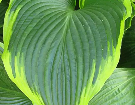 Funkie 'Flavocircinalis'