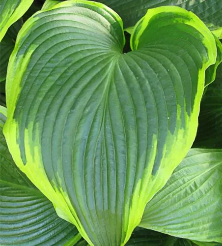 Funkie 'Flavocircinalis'