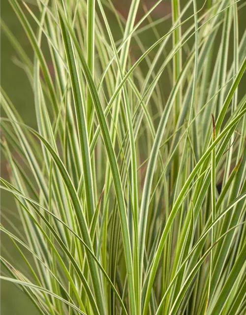 Carex acuta