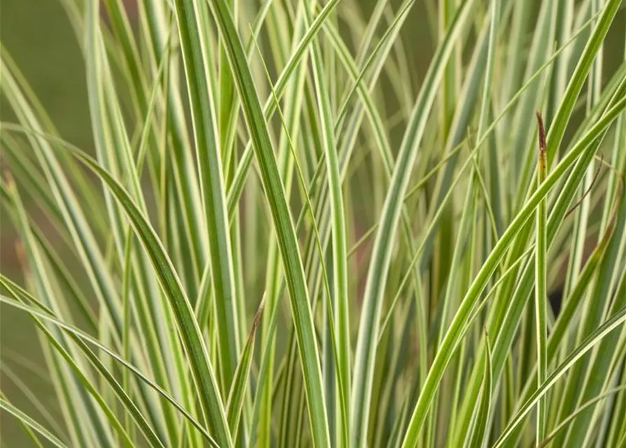 Carex acuta