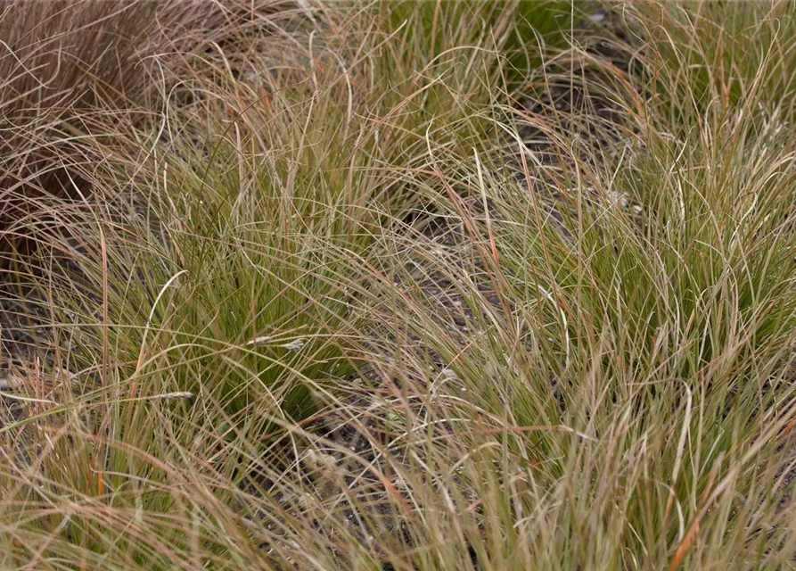 Carex acuta
