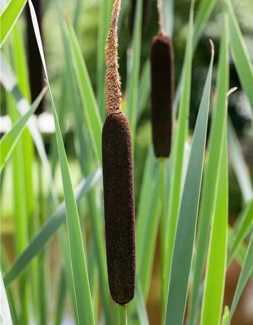 Schmalblättriger Rohrkolben