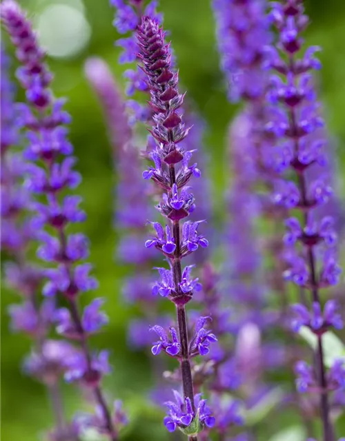 Garten-Blüten-Salbei 'Caradonna'