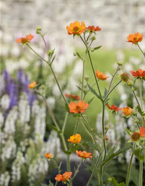 Garten-Nelkenwurz 'Cooky'