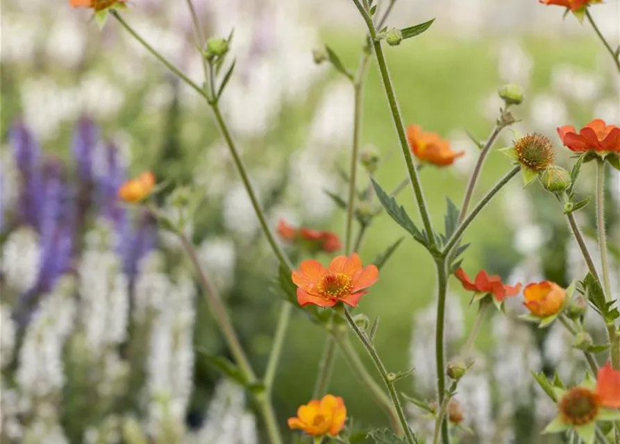 Garten-Nelkenwurz 'Cooky'