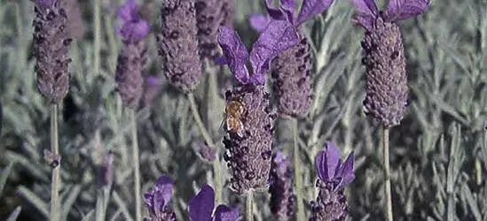 Schopf-Lavendel 'Javelin Compact Blue'