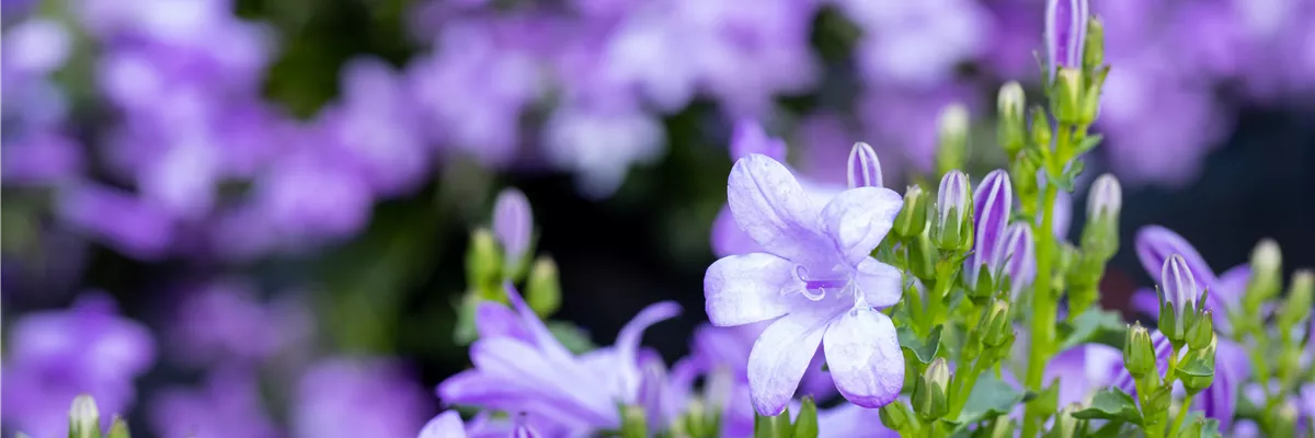Campanula, blau
