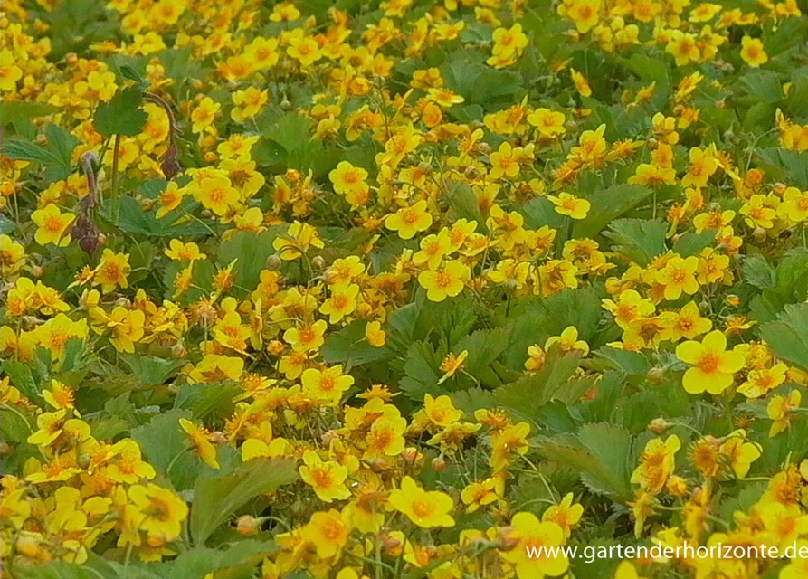 Dreiblättrige Waldsteinie