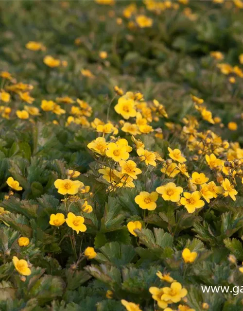 Dreiblättrige Waldsteinie