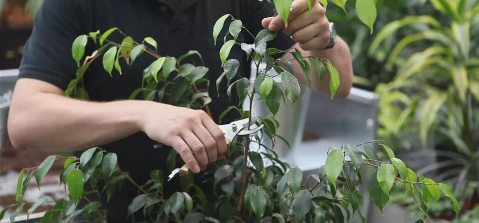 WIR LIEBEN - Zimmerpflanzen