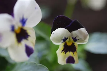 Hornveilchen - Einpflanzen im Garten