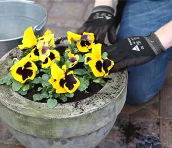 Stiefmütterchen - Einpflanzen in ein Gefäß