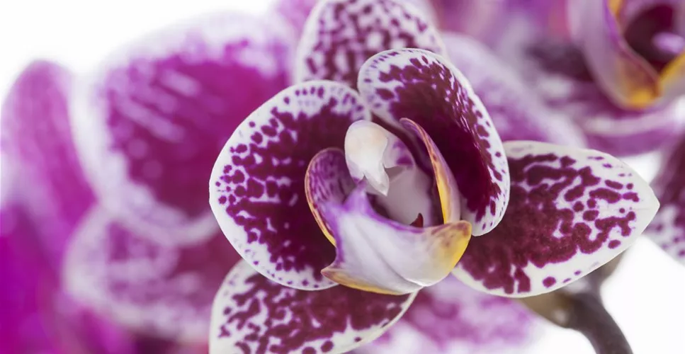 ORCHIDEEN FüR ANFäNGER UND PROFIS