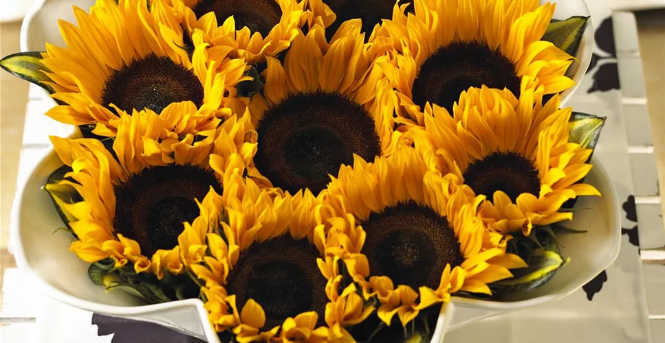 DIE TOP 8 DER HERBSTBLUMEN