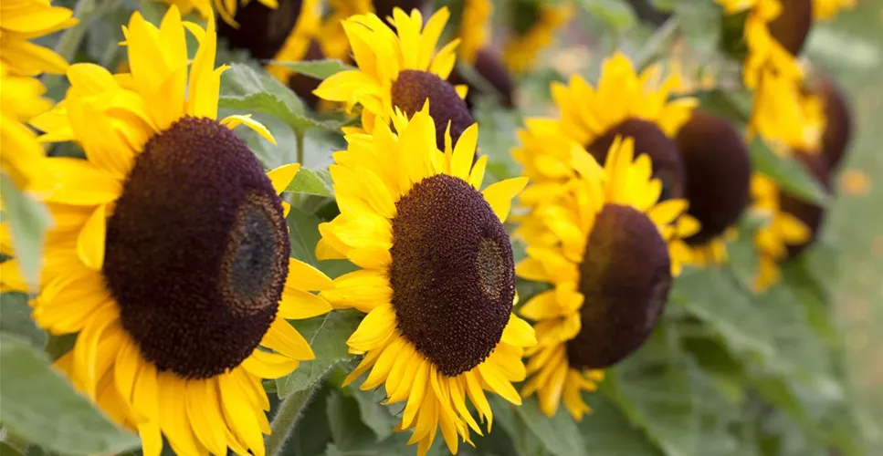 DIE TOP 8 DER HERBSTBLUMEN