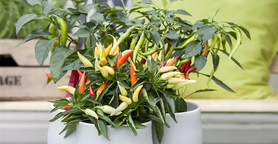 EIN NASCHGARTEN AUF DEM BALKON