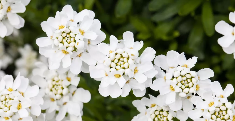 DIE IMMERGRüNE SCHLEIFENBLUME 