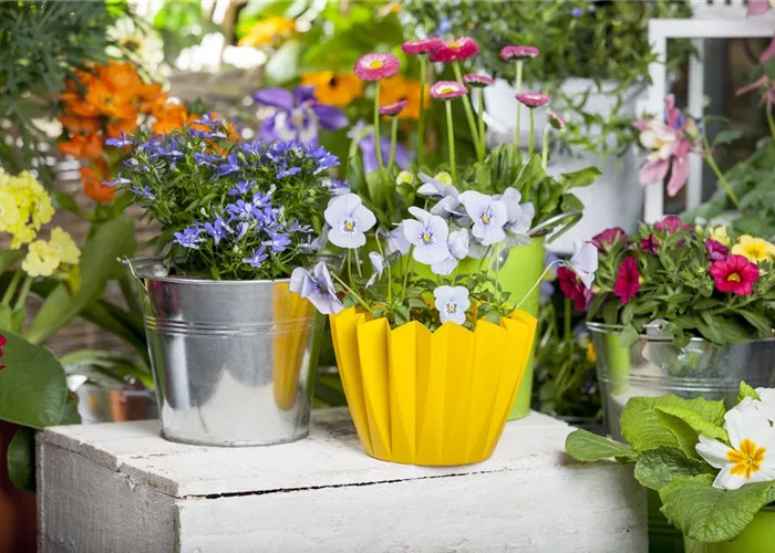 FRüHLING AUF DEM BALKON FRüHLING AUF DEM BALKON