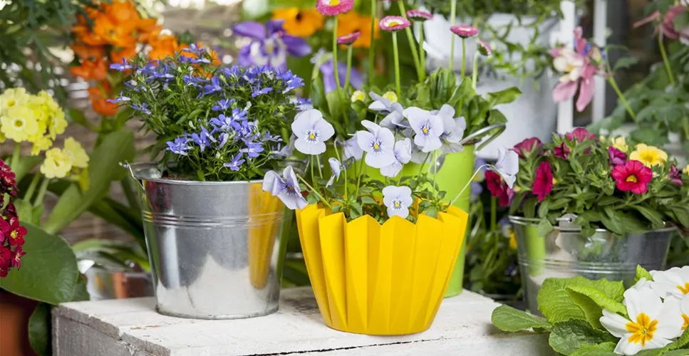 FRüHLING AUF DEM BALKON