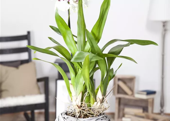 ORCHIDEEN - DIE KöNIGIN DER ZIMMERPFLANZEN