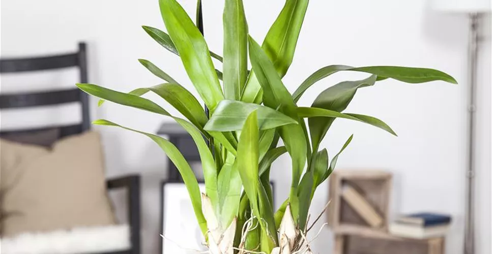 ORCHIDEEN - DIE KöNIGIN DER ZIMMERPFLANZEN