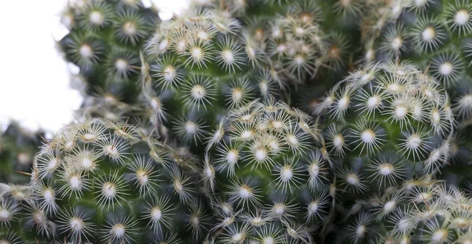 KAKTEEN & DER RICHTIGE STANDORT