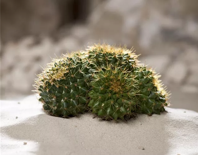 KAKTEEN & DER RICHTIGE STANDORT