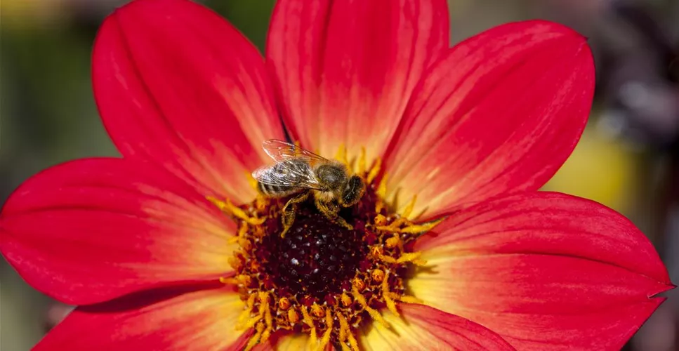 DAHLIEN - BLüHWUNDER IM HOCHSOMMER