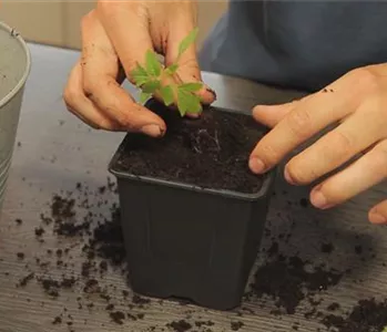 Tomaten - Umtopfen der Anzucht