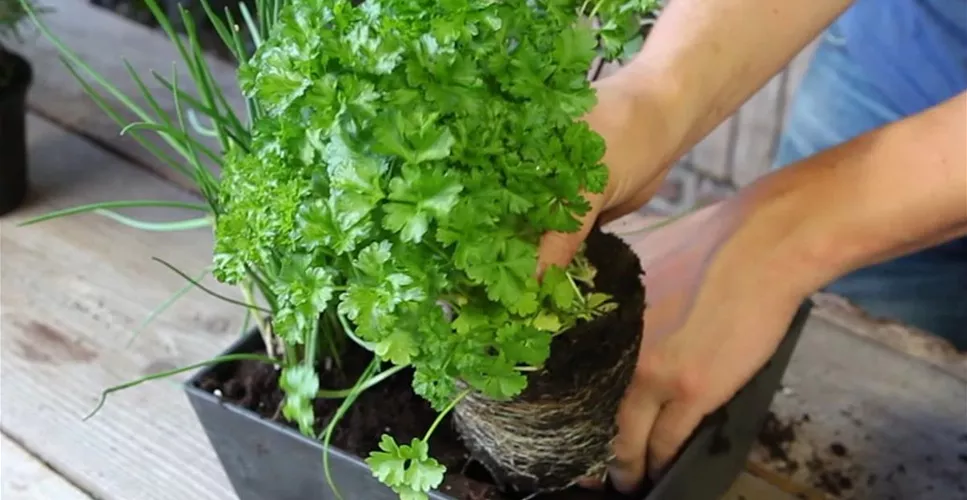 KRäUTERTOPF BEPFLANZEN