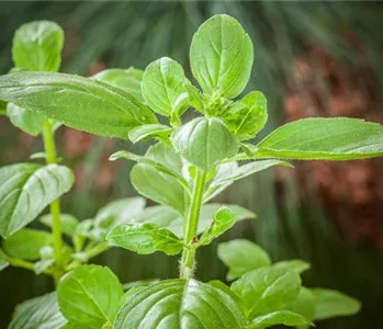 FRISCHE KRäUTER AUS ITALIEN